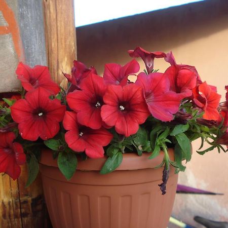 Agriturismo La Fattoria Сан-Донато-Валь-ди-Комино Экстерьер фото